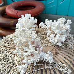 Front view of vintage Brownstem coral specimen with clustered branches - coastal decorative accent