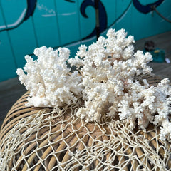 Pair of vintage Brownstem coral specimens displayed together - decorative coastal accents