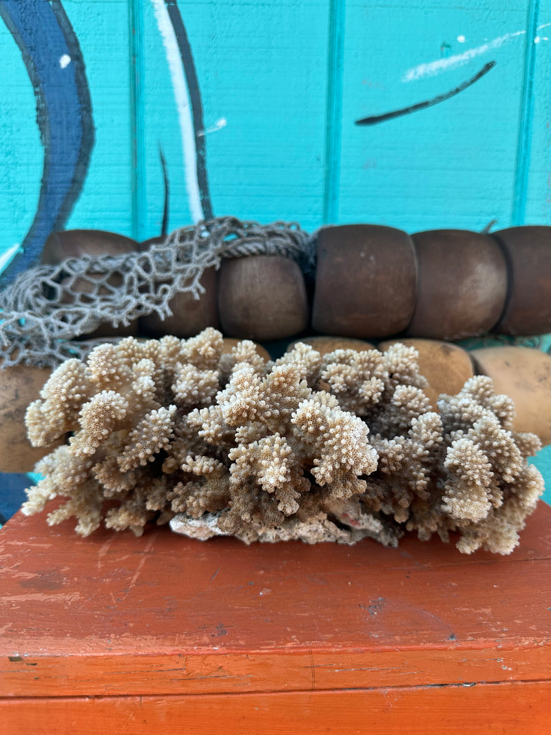 Vintage Brownstem Coral specimen for coastal home decor - natural marine piece
