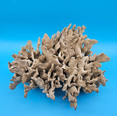 Vintage cactus coral natural specimen - elegant marine décor piece