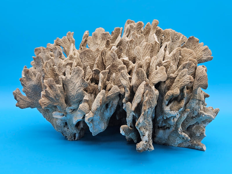 Vintage cactus coral specimen for coastal home decor - natural marine piece