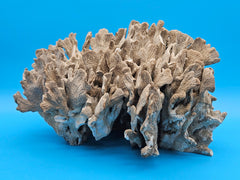 Vintage cactus coral specimen for coastal home decor - natural marine piece