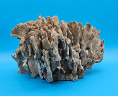 Cactus coral specimen vintage décor for beach house interiors