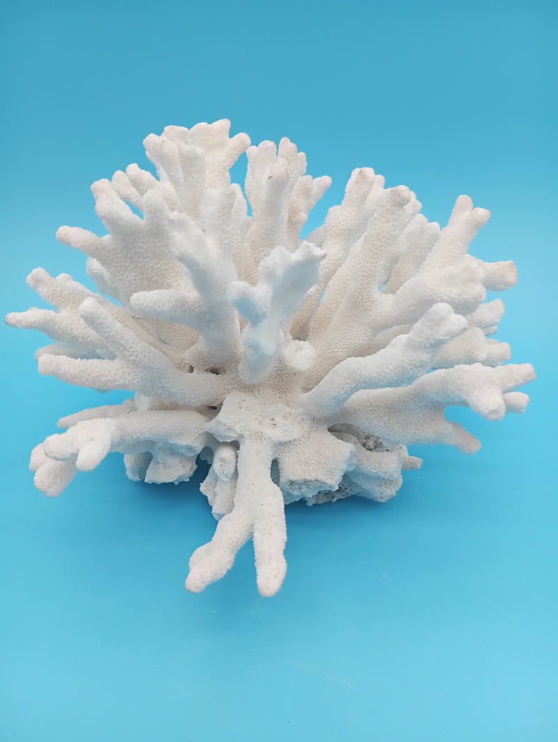 Side profile view of authentic Elkhorn coral specimen displaying museum-quality preservation and natural ocean-formed architecture