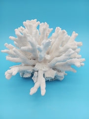 Side profile view of authentic Elkhorn coral specimen displaying museum-quality preservation and natural ocean-formed architecture