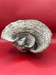 Vintage Cup Coral exact piece 6.5x5x5