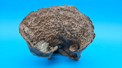 Vintage cup coral for coastal décor - natural marine piece