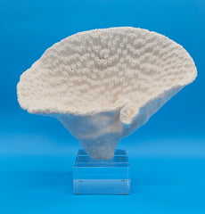 Vintage cup coral specimen on stand for natural coastal home decor