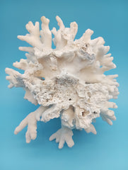 Full view of vintage Elkhorn coral specimen, an authentic ocean treasure ideal for coastal home decor and nature enthusiasts
