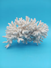 Vintage Elkhorn coral specimen measuring 8x5.75x4.5 inches, showcasing intricate branching structure perfect for coastal home decor