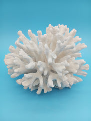 Vintage Elkhorn coral specimen showcasing intricate branching structure, perfect for coastal home decor and marine collectors