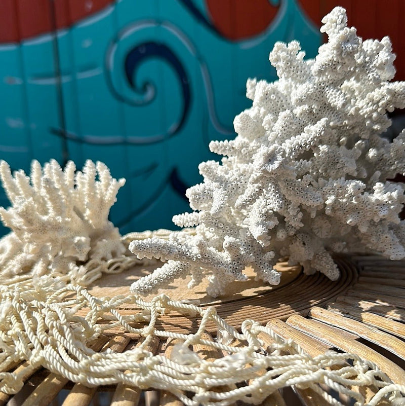 Vintage finger coral specimen on display netting - natural coastal home decor accent