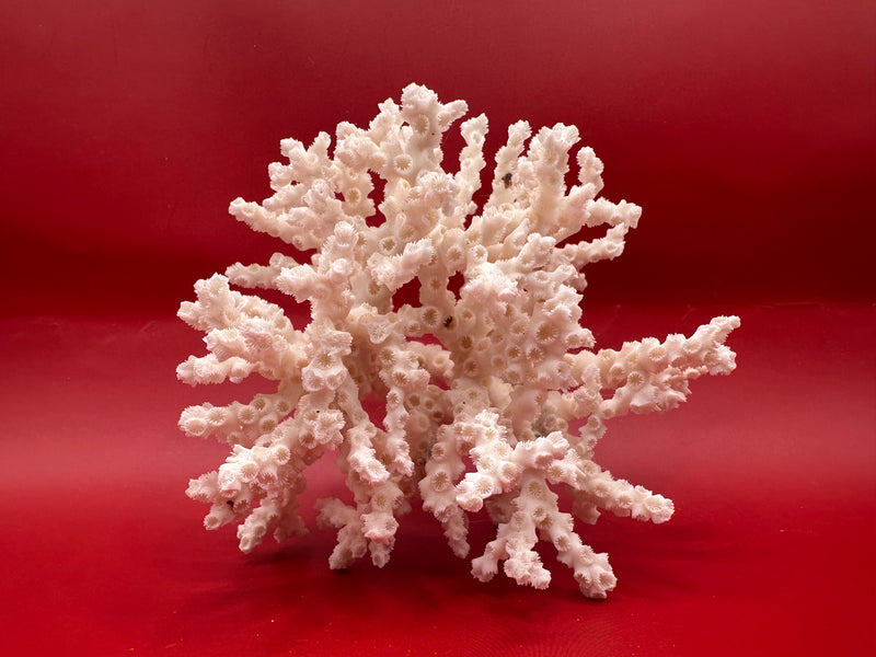 Vintage ivory bush coral specimen on red background – branching form