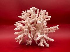 Vintage ivory bush coral specimen on red background – branching form
