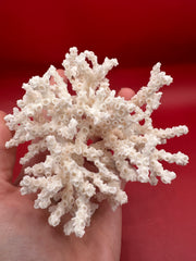 Vintage ivory bush coral specimen in hand – coastal ocean decor