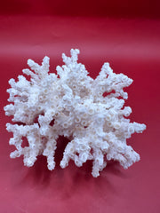 Vintage ivory bush coral specimen top view – natural marine home decor