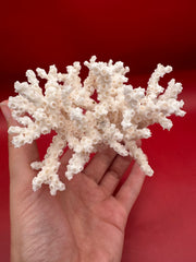 Hand-held vintage ivory bush coral specimen – natural coral decor