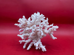 Small vintage ivory bush coral specimen – ocean-inspired home decor
