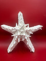 White knobby starfish angled view - natural marine specimen decor