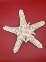 Vintage knobby starfish specimen top view - natural white marine piece