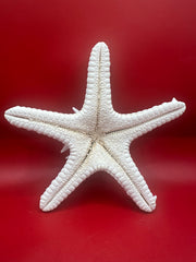 Underside of vintage knobby starfish specimen - natural echinoderm piece