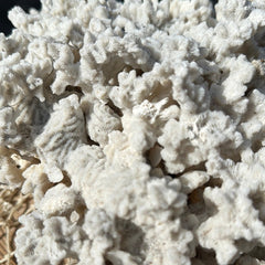 Close-up view of vintage Merulina coral specimen - decorative coastal coral texture