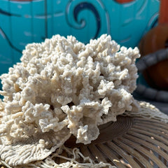 Side angled view of vintage Merulina coral specimen - natural decorative coastal accent