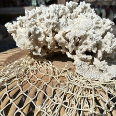 Vintage Merulina coral specimen on display netting - natural coastal home decor accent
