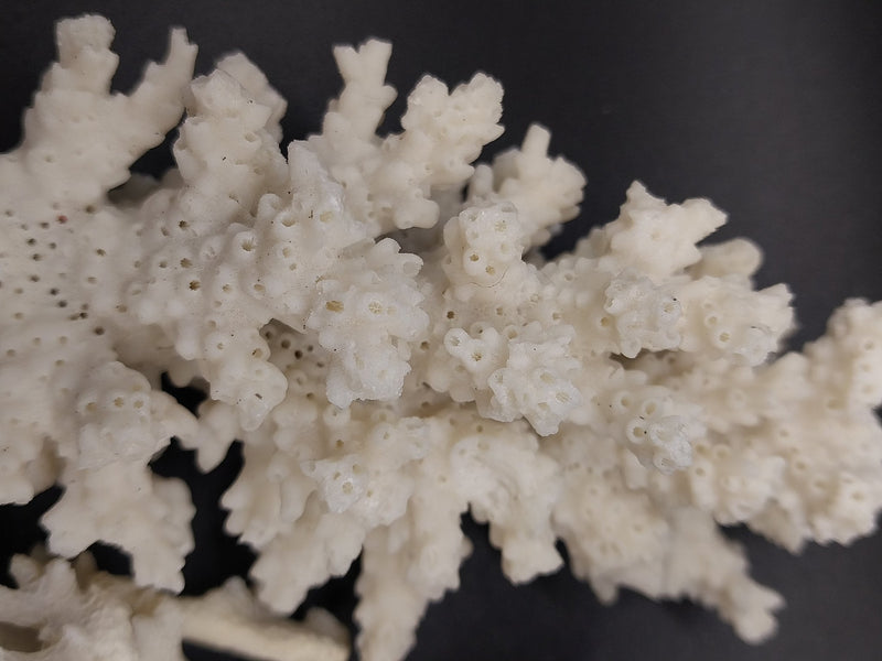 Angled close-up of vintage mini white coral specimen - coastal decorative coral