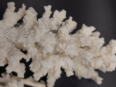 Angled close-up of vintage mini white coral specimen - coastal decorative coral