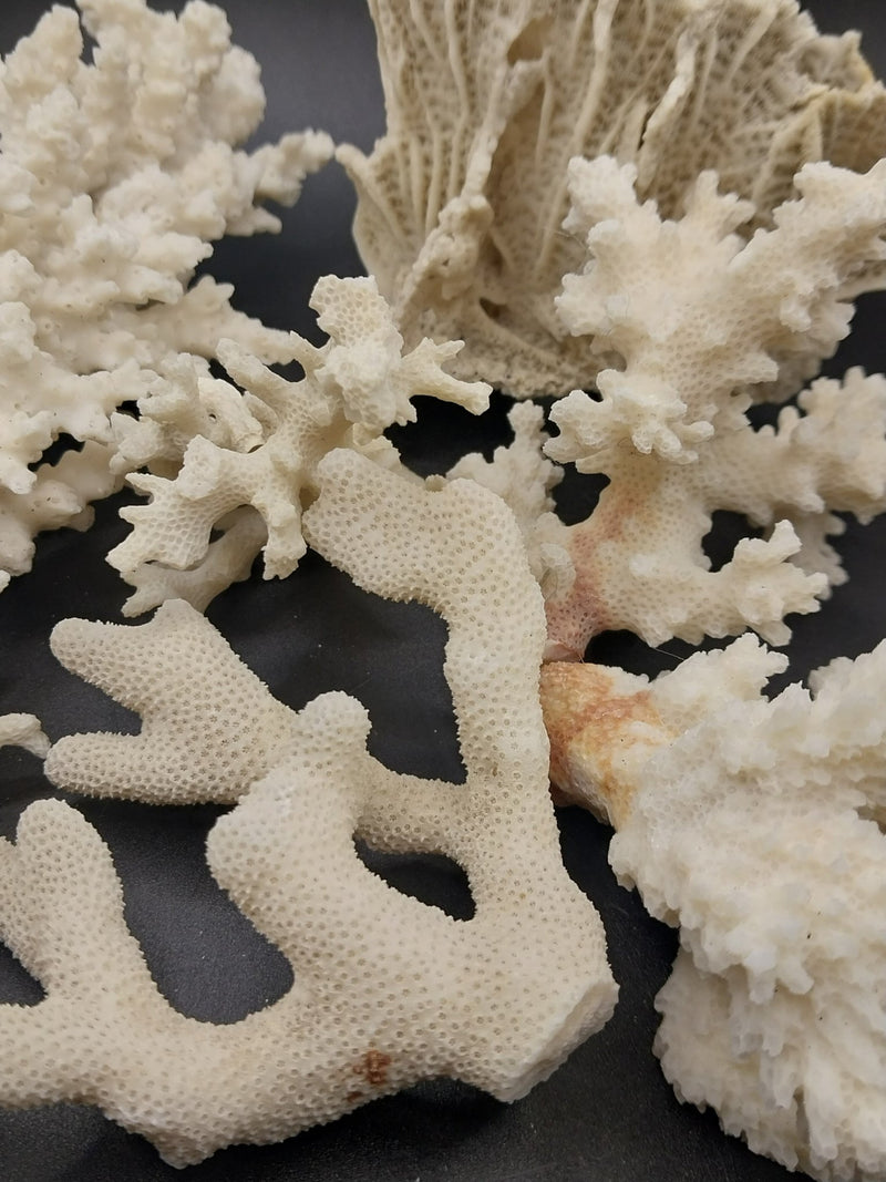 Close-up detail of vintage mini white coral branches - decorative coral texture