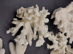 Cluster of vintage mini white coral specimens - natural decorative coastal decor