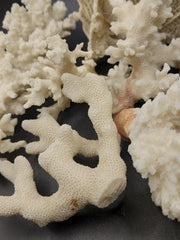 Side view of vintage mini white coral specimen - decorative coastal home piece