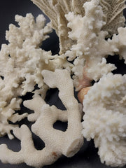 Vintage mini white coral specimen on black background - natural coastal accent