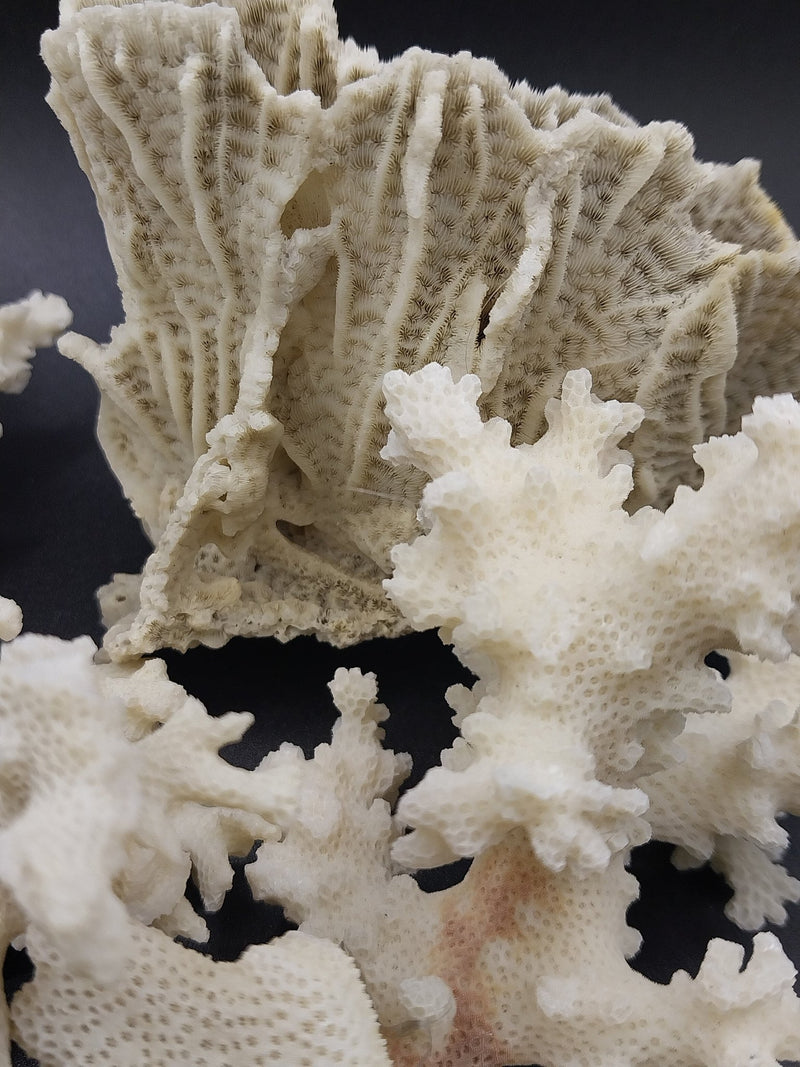 Top view of vintage mini white coral specimen - coastal home decor accessory