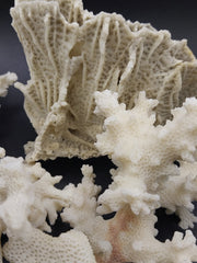 Top view of vintage mini white coral specimen - coastal home decor accessory