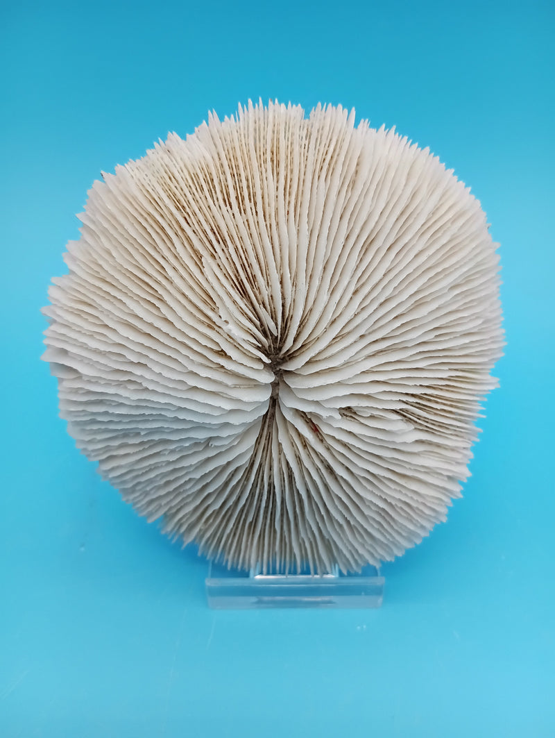 Vintage mushroom coral 3.7" with radial texture – natural coastal home decor