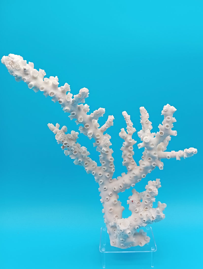 Vintage octopus coral specimen upright view - natural branching coastal decor