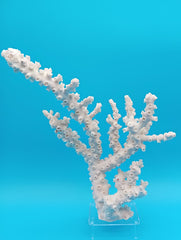 Vintage octopus coral specimen upright view - natural branching coastal decor