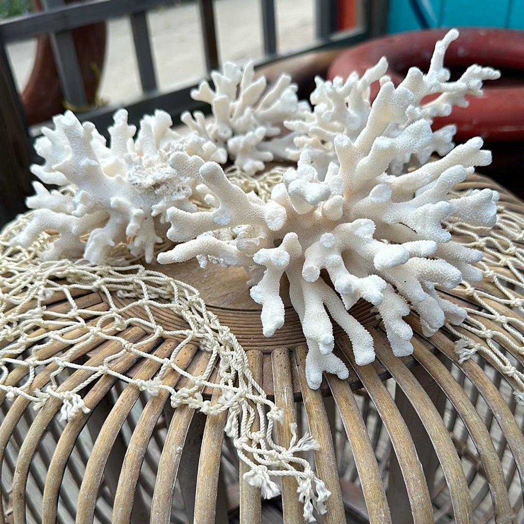 Vintage Pacific Elkhorn Coral Specimen - Coastal Home Decor