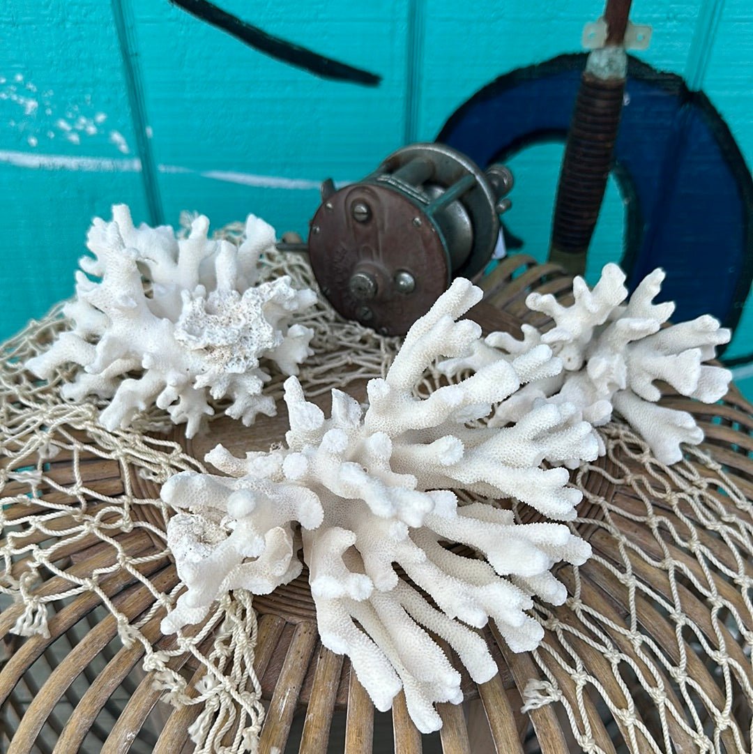 【Coralꪔ̤̫】MLink　CLHOOK7　5個セット Vintage Pacific Elkhorn Coral Specimen - Coastal Home Decor