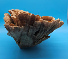 Unique ocean coral specimen with natural tan fan-like textures