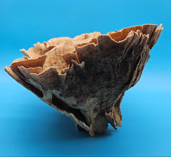 Authentic Poca Coral marine specimen with layered fan formations