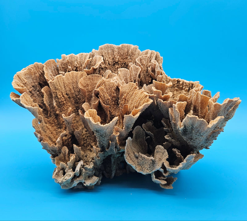 Vintage Poca Coral display piece with natural fan formations