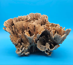 Vintage Poca Coral display piece with natural fan formations