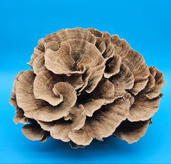 Vintage Poca coral specimen for coastal home decor - natural marine piece