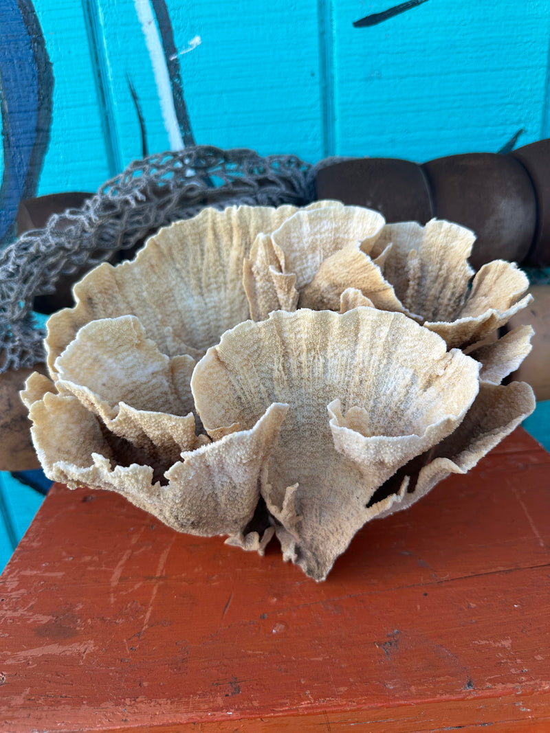 Vintage Poca Coral exact piece 10x7x8" - natural coastal decor