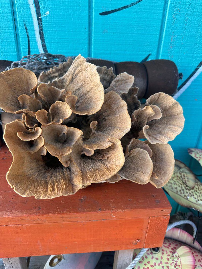 Vintage Poca Coral exact piece 13x12x9" - natural coastal decor