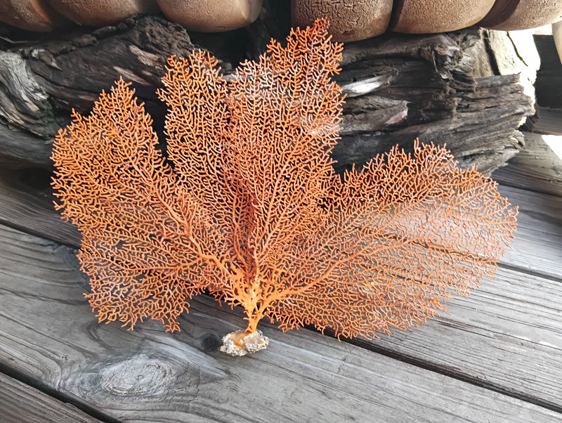 Close-up of red sea fan coral texture and branching pattern - coastal decor accent