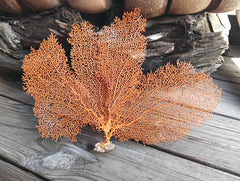 Close-up of red sea fan coral texture and branching pattern - coastal decor accent